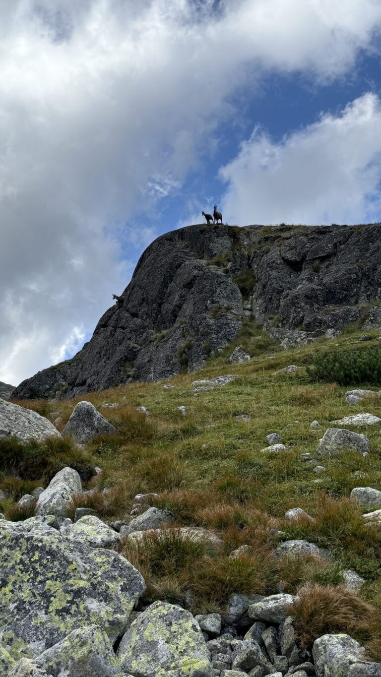 Ožiukai ant uolos viršūnės Aukštuosiuose Tatruose